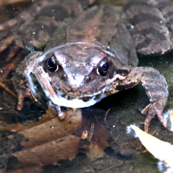 Ein Frosch im Tümpel